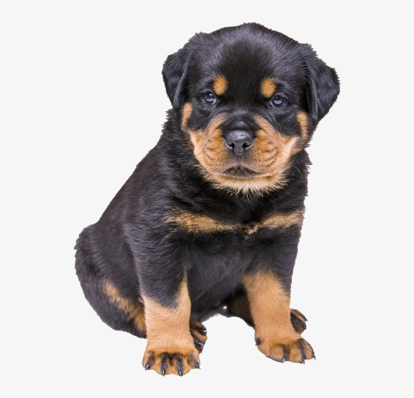 Rottweiler Puppy, Dog, Nature, transparent png