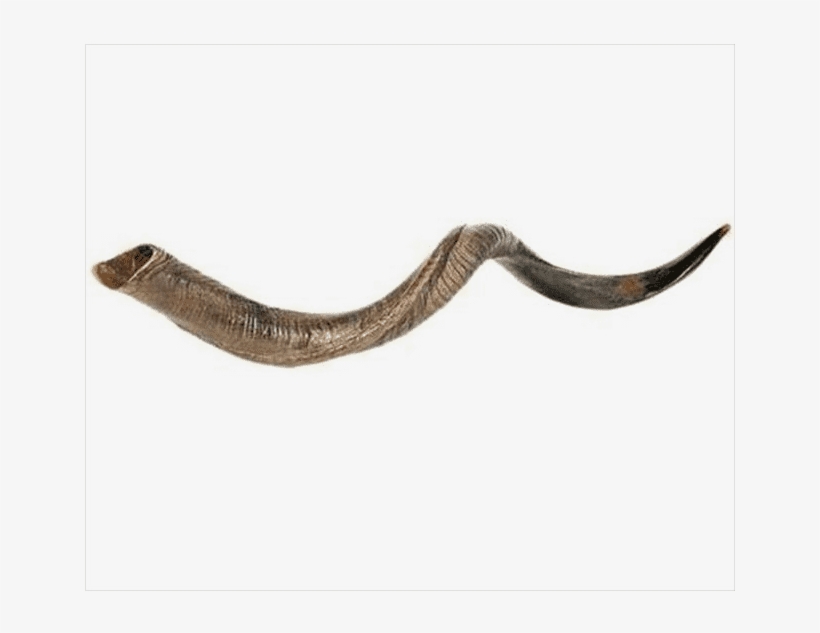 Large Yemenite Shofar, transparent png