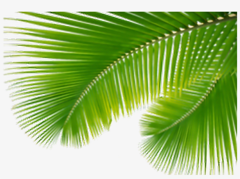 Report Abuse, transparent png