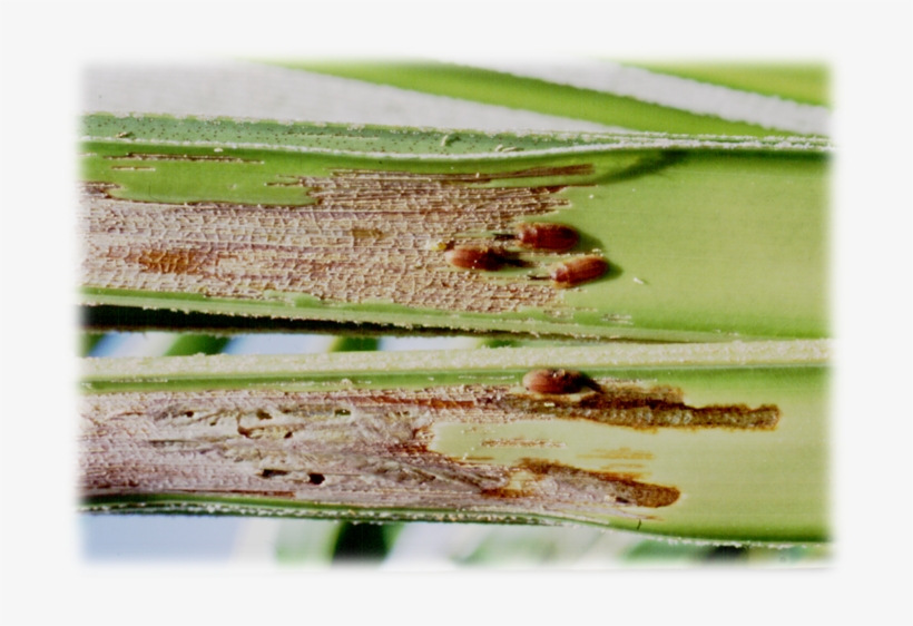 Dano Causado Pelo Raspador Delocrania Cossyphoides, transparent png