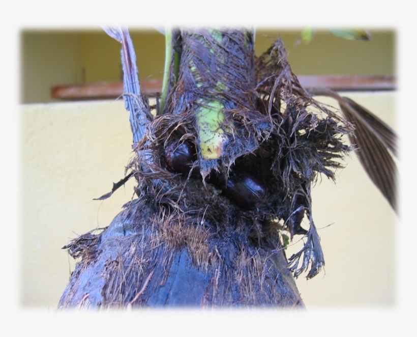 Ponto De Entrada Do Adulto Da Broca Do Coleto Strategus, transparent png