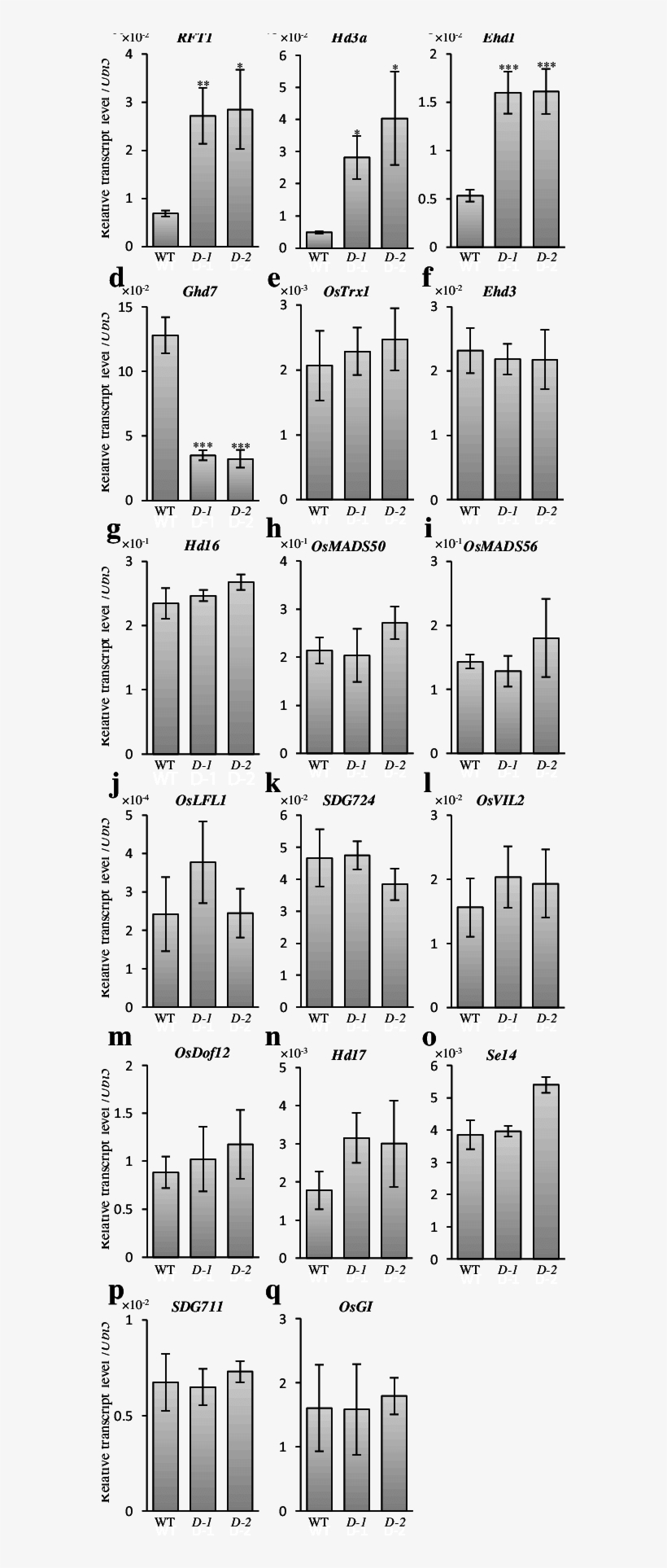 Expression Of Floral Regulators In Activation Tagging, transparent png