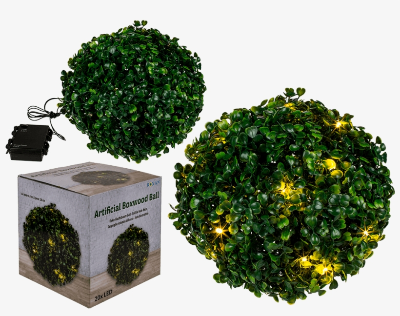 Boxwood Png, transparent png