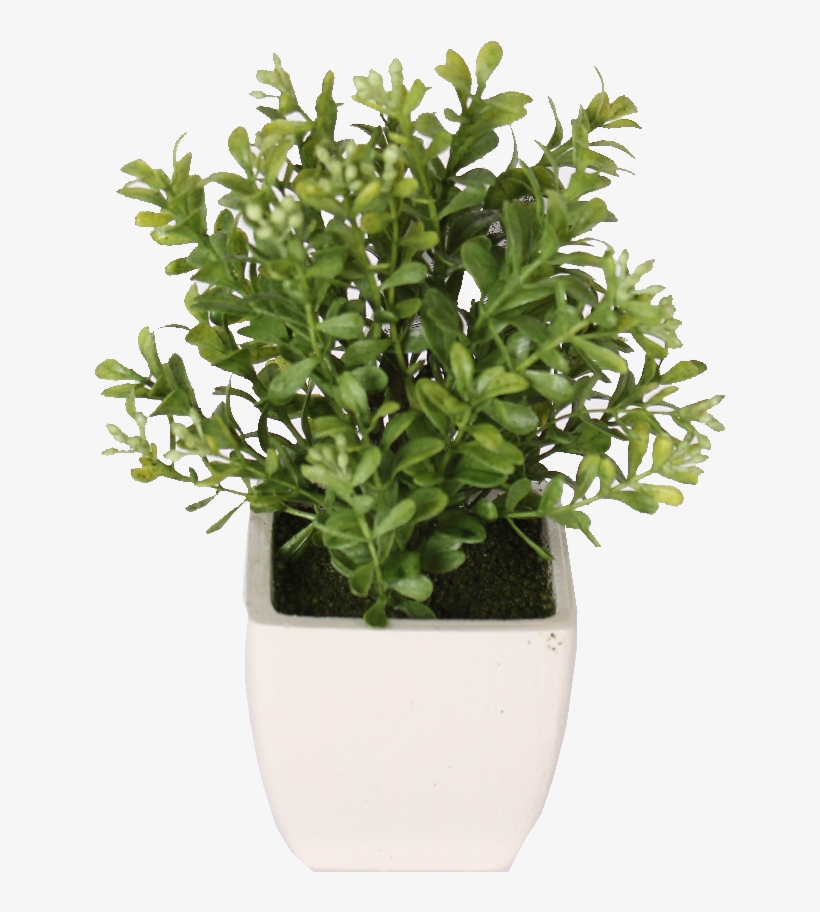 Potted Fresh Cut Boxwood, transparent png
