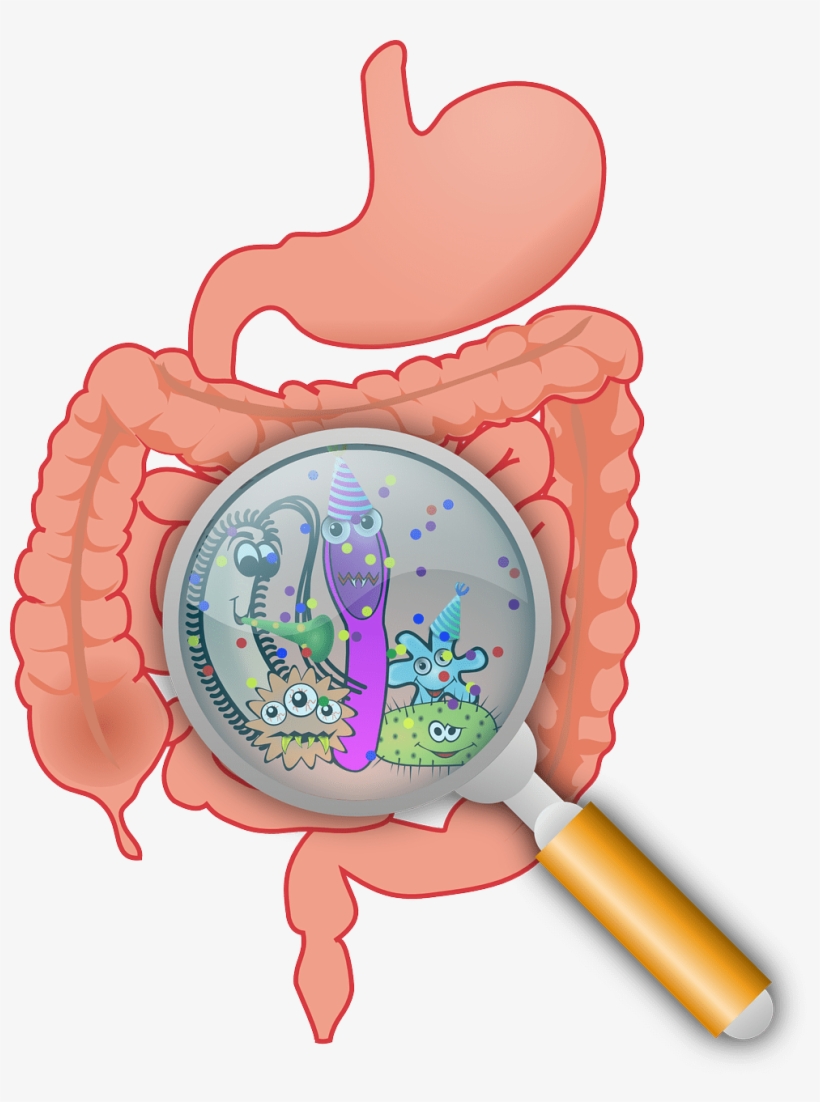 My Intention With Sharing This Is Not To Gain Anyone's - Gut Microbiome Png, transparent png