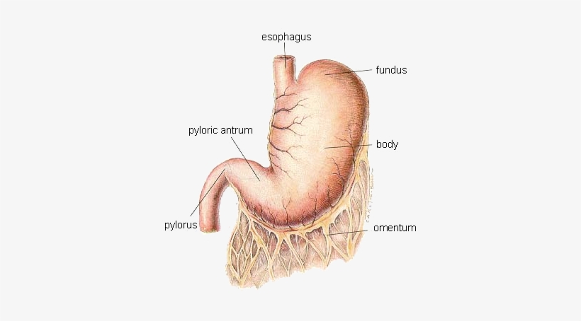Dog-stomach - Bloated Stomach X Ray, transparent png