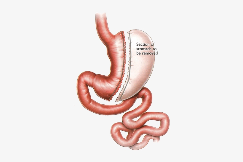 Our Services - Earthworm, transparent png