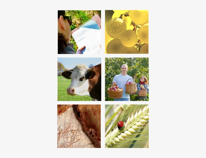 Dairy Cow, transparent png