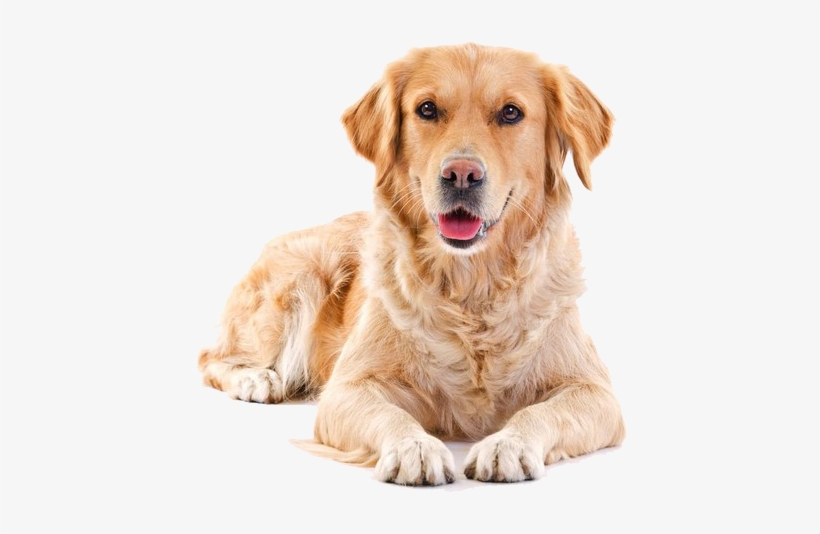 Golden Retriever Png Background - Puppy Sitting Png, transparent png