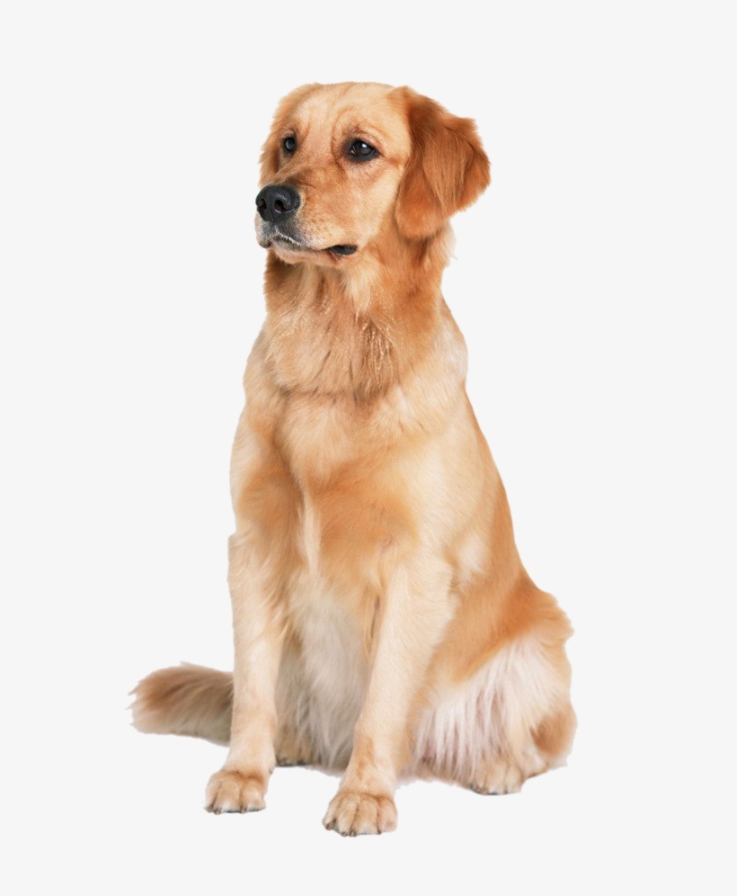 Golden Retriever Transparent Image - Golden Retriever Png, transparent png
