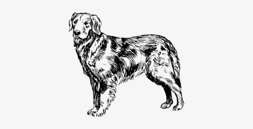 Nova Scotia Duck Tolling Retriever Dog Breed Golden - Golden Retriever Clipart Black And White, transparent png