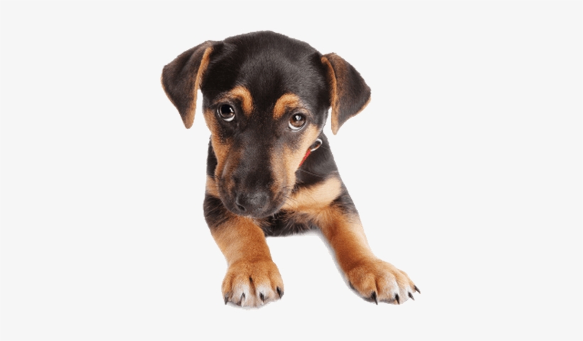 Puppy Dog Face - German Shepherd Puppies Png, transparent png
