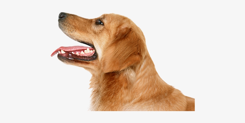 Dog, transparent png