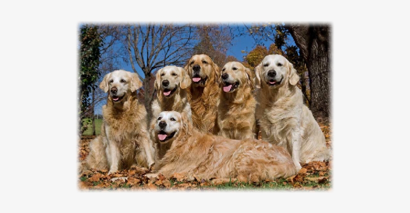 150 Anniversary Of Golden Retriever, transparent png