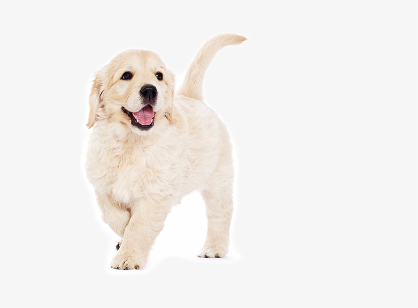 Golden Retrievers Are A Very Popular Family Pet, With - Dog Yawns, transparent png