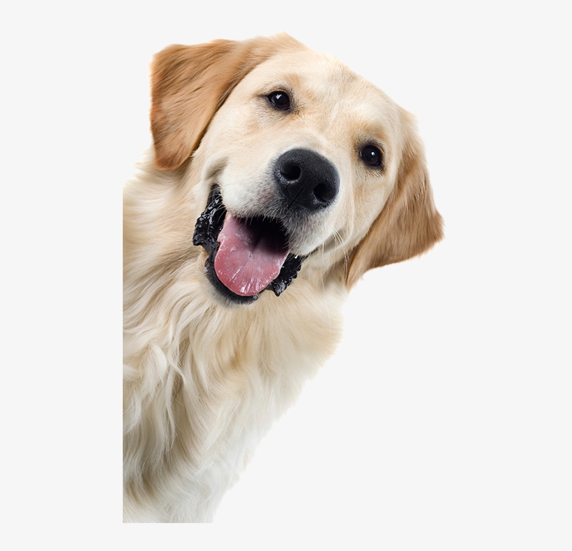 Happy Golden Retreiver - Kids And Dogs By Colleen Pelar, transparent png