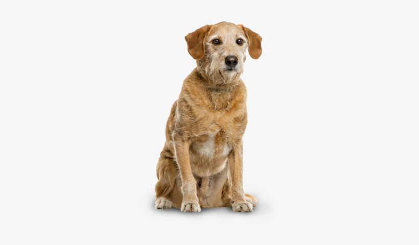 Nutro™ Grain Free Senior Farm-raised Chicken, Lentils - Vital Can Renal Perros, transparent png