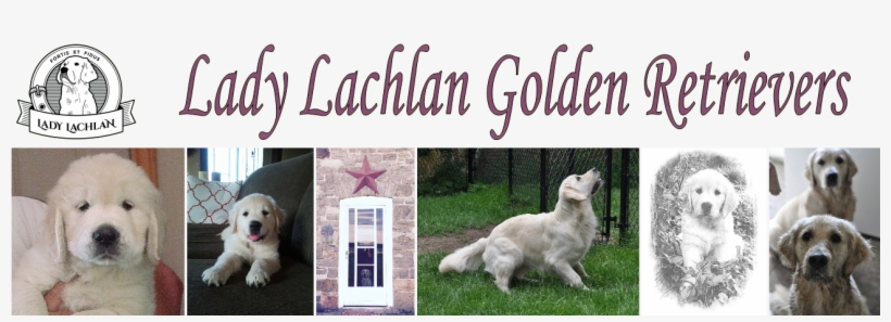 Lady Lachlan Golden Retrievers - Golden Retriever, transparent png