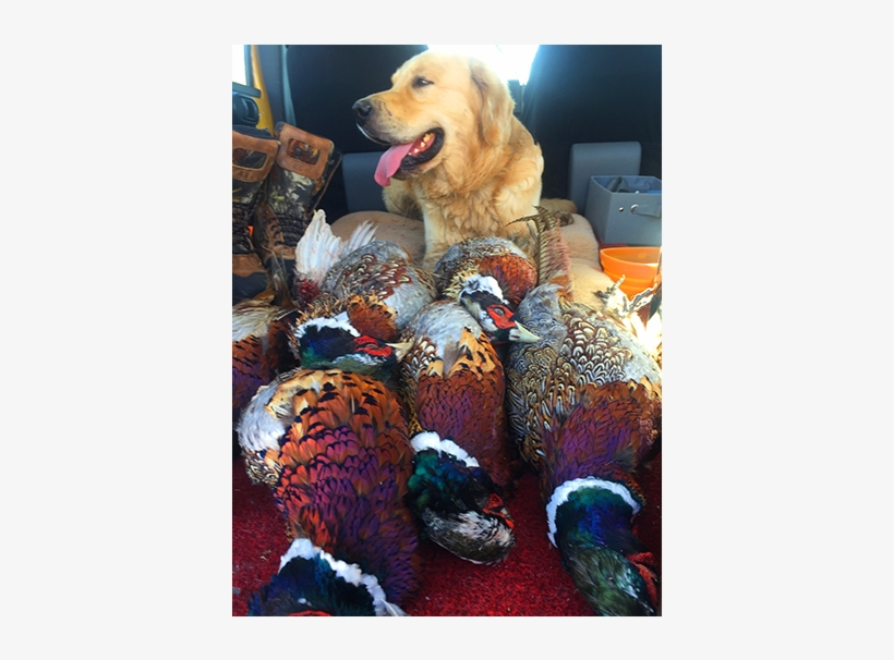Golden Retriever, transparent png