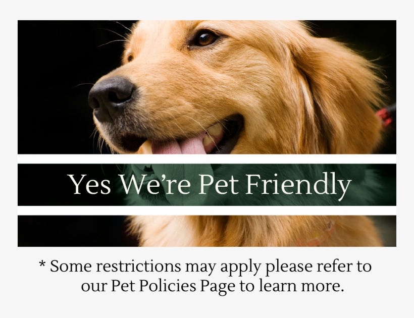 Golden Retriever 01 - Golden Retriever Greeting Card, transparent png