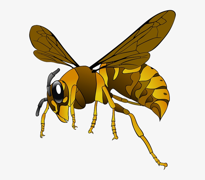 Hornet, Wasp, Insect, Bee, Brown, Yellow, Wings - Clipart Hornet, transparent png