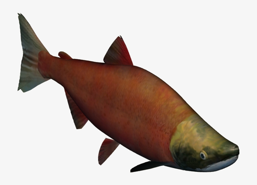 Sockeye Salmon - Zt2 Salmon, transparent png