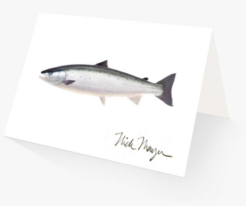 Wild Atlantic Salmon - Sockeye Salmon, transparent png