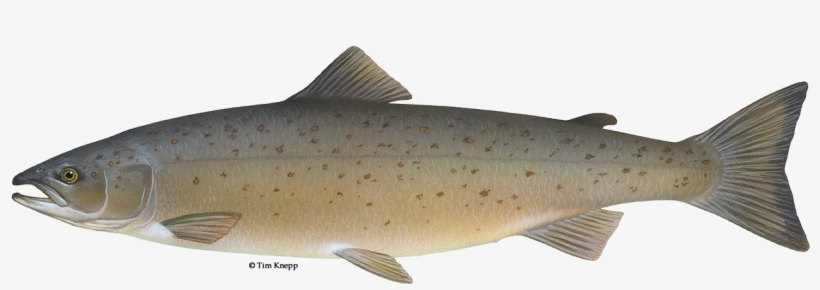 Maine State Fish Landlocked Salmon, transparent png