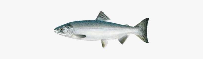 Chum Salmon, transparent png