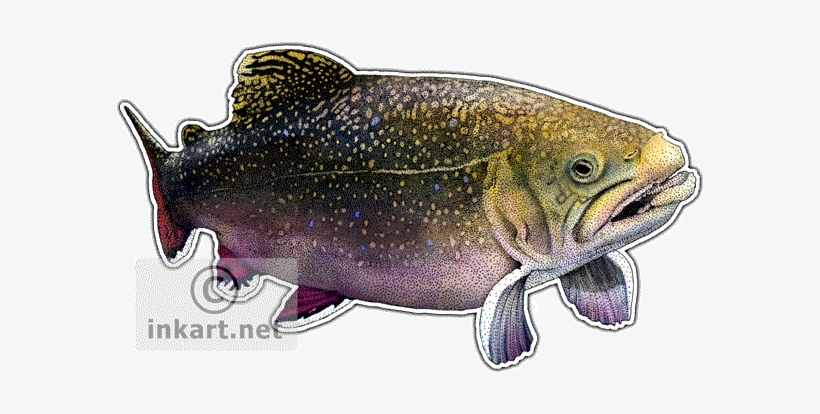 Wildlife Art - Brook Trout Throw Blanket, transparent png