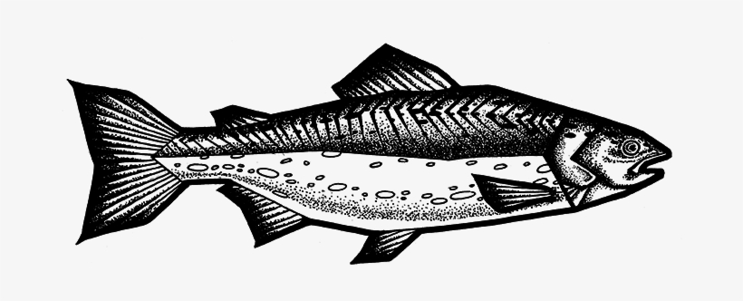 Salmon - Portable Network Graphics, transparent png