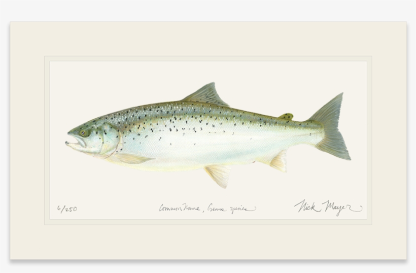 Landlocked Salmon - Art, transparent png
