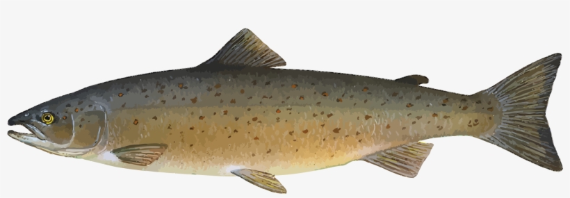 Animal Fish Food Ocean River Salmon Sea Fi - Atlantic Salmon Salmon Clipart, transparent png