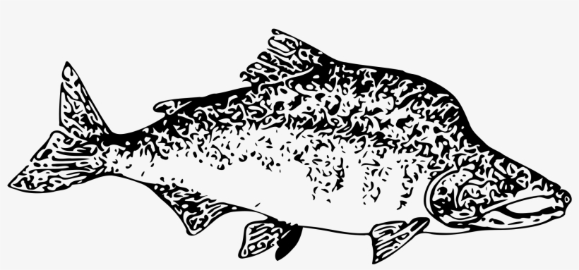 How To Set Use Pink Salmon Clipart, transparent png