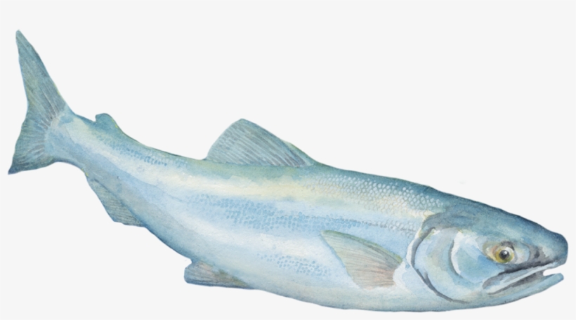 Before Long, I'm Too Big For The Shuswap Lake And Need - Hucho Taimen, transparent png