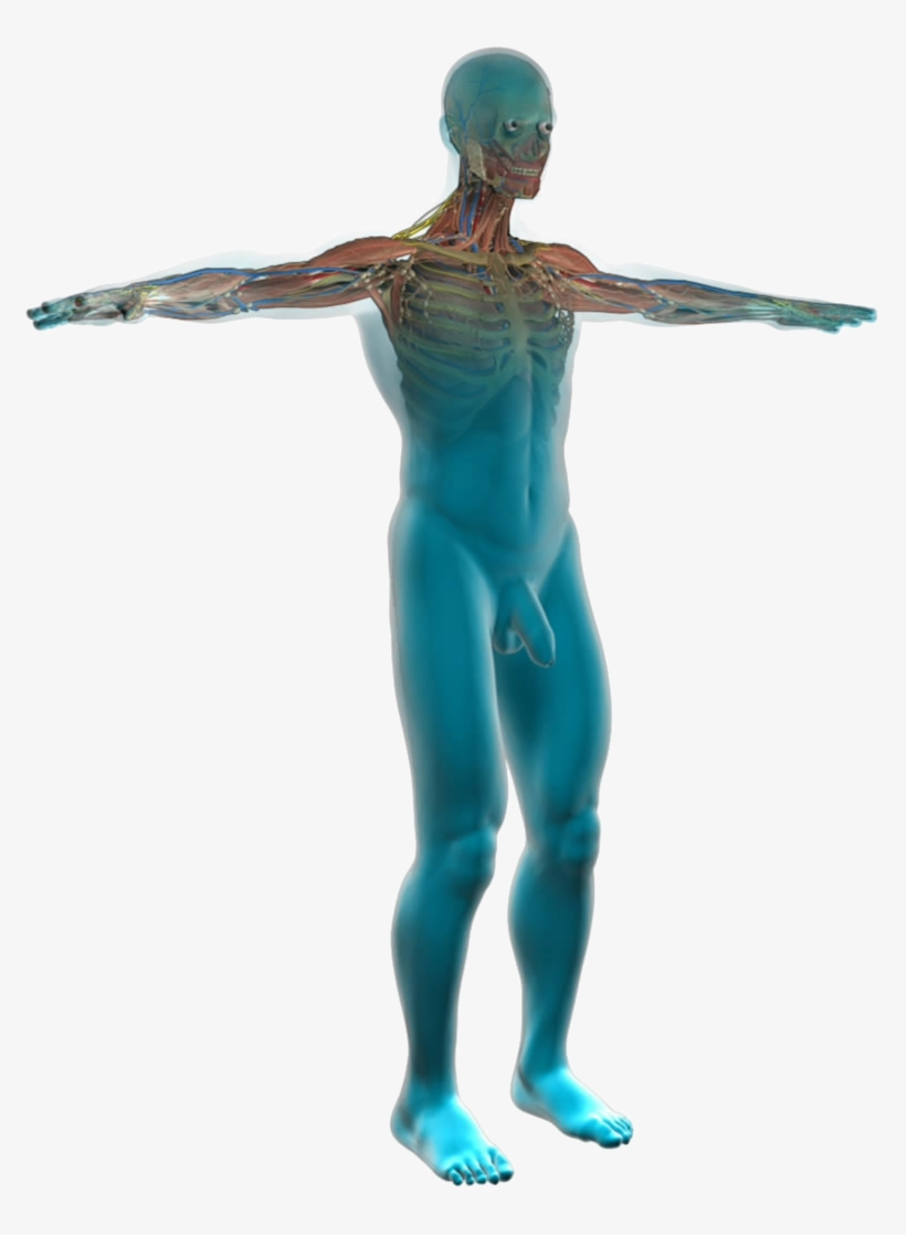 Body Diagram Medical Clipart - Eau Dans Le Corps Humain, transparent png