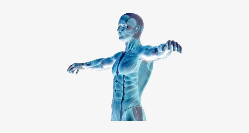Muscle Degenerative Diseases - Human Body Png Transparent, transparent png