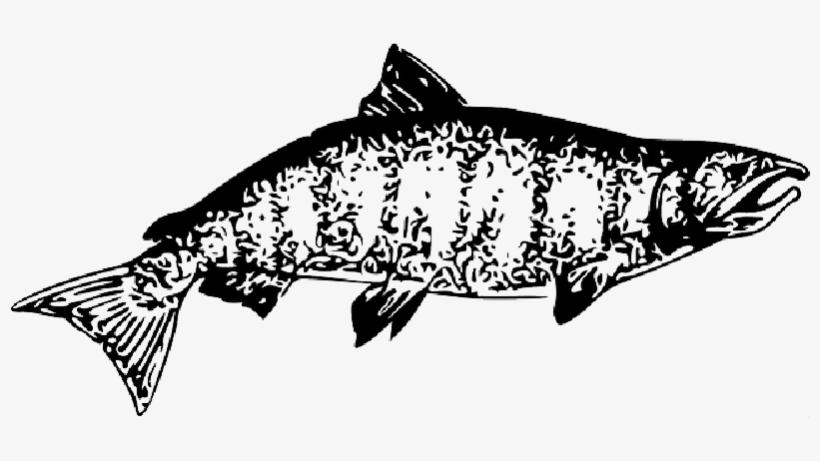 Mb Image/png - Chinook Salmon Clipart, transparent png