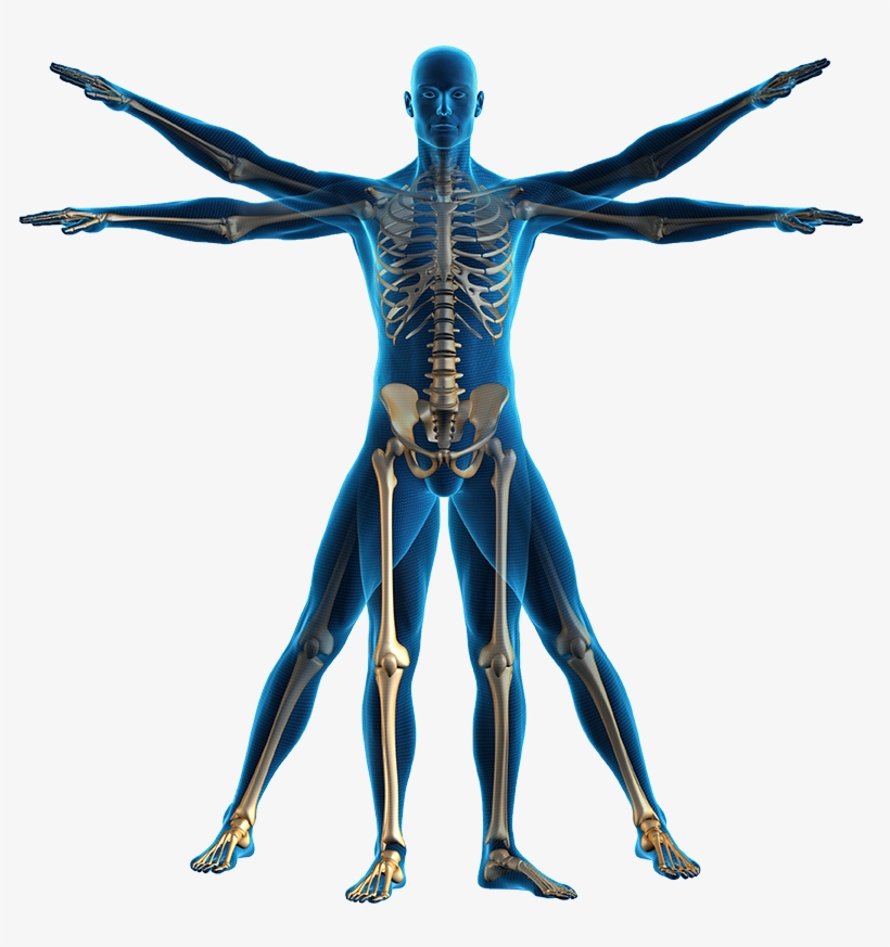 Andrew Elkwood And Matthew Kaufman Will Be Presenting - Human Body Transparent Png, transparent png