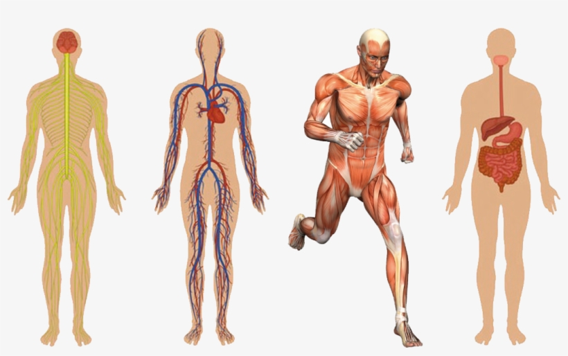 01 Body Structures - Human Skeleton And Muscles System, transparent png
