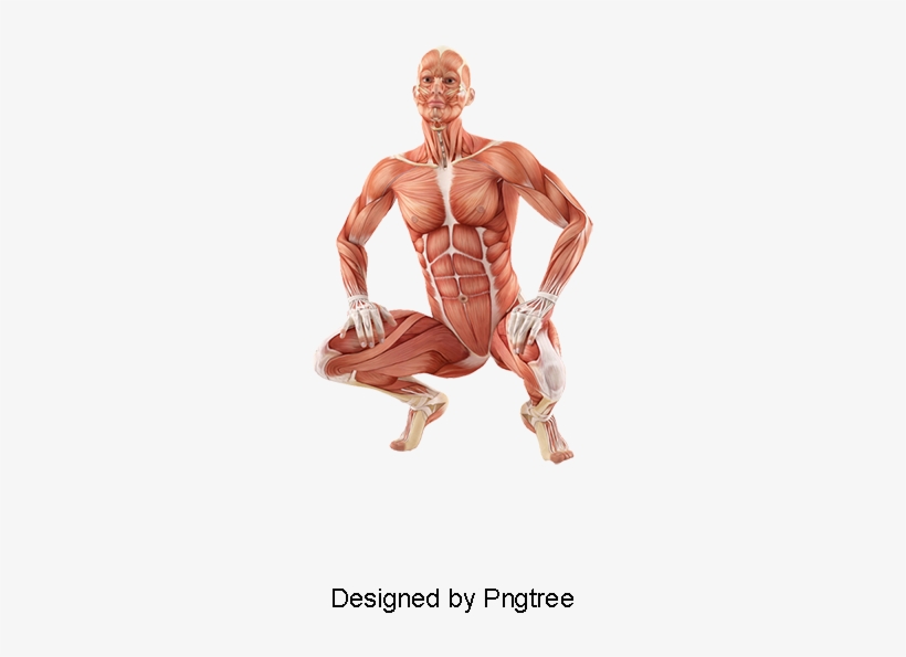 Hd Human Muscle Tissue, Medical Action, Medical, Male - Psd, transparent png