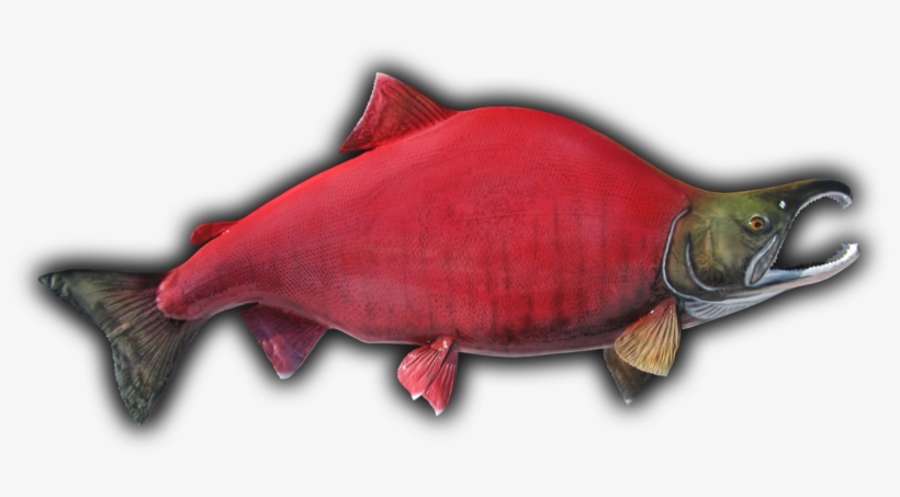 Sockeye Salmon Fish - Drawing, transparent png