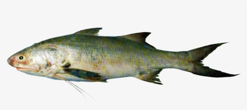 Indian Salmon - Chand International, transparent png