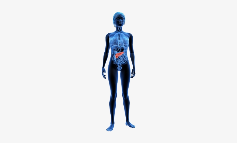 Contains Digestive Enzymes That Help To Breakdown Carbohydrates, - Female X Ray, transparent png