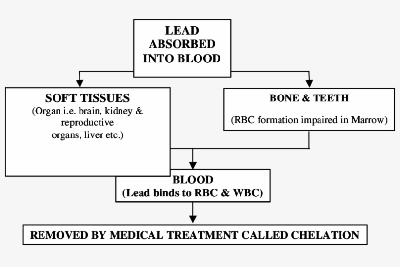 Fate Of Lead In Human Body - Diagram, transparent png