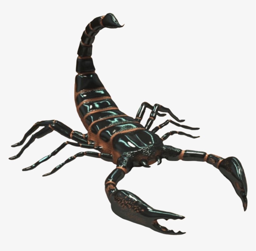 Scorpio Png Photo - Scorpion Animal, transparent png