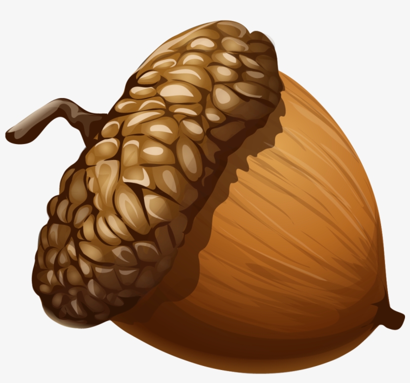 Acorn Png Clipart Picture - Acorn Png, transparent png