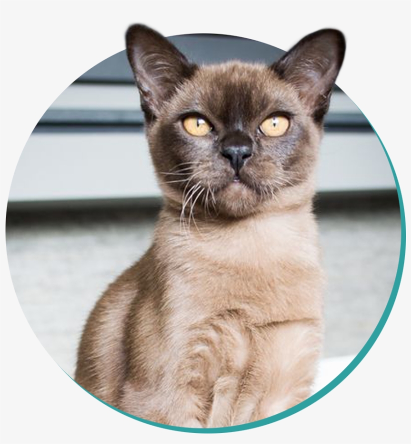 Burmese, transparent png