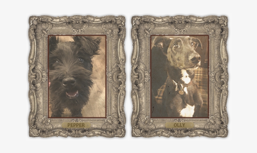City Tavern Bar Hounds, transparent png