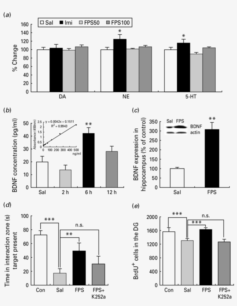 Bdnf Is Necessary For The Behavioural And Neurogenic, transparent png